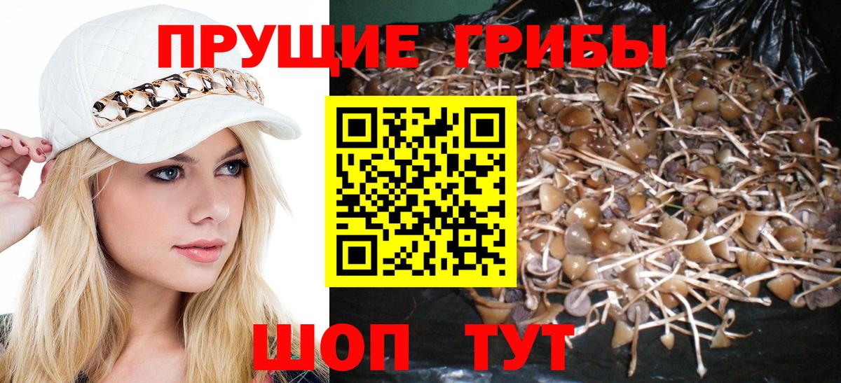Галлюциногенные грибы GOLDEN TEACHER Лесной